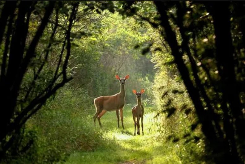 Bhamragarh Wildlife Sanctuary